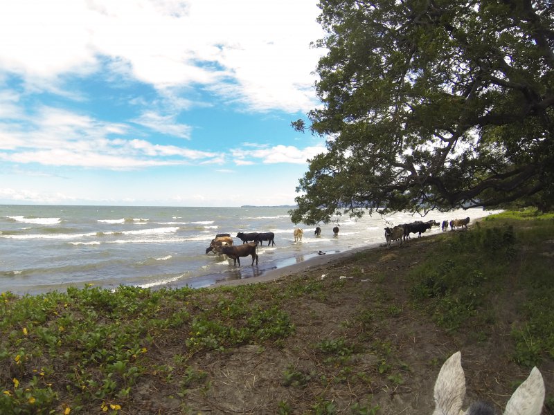 Nicaragua horseback riding
