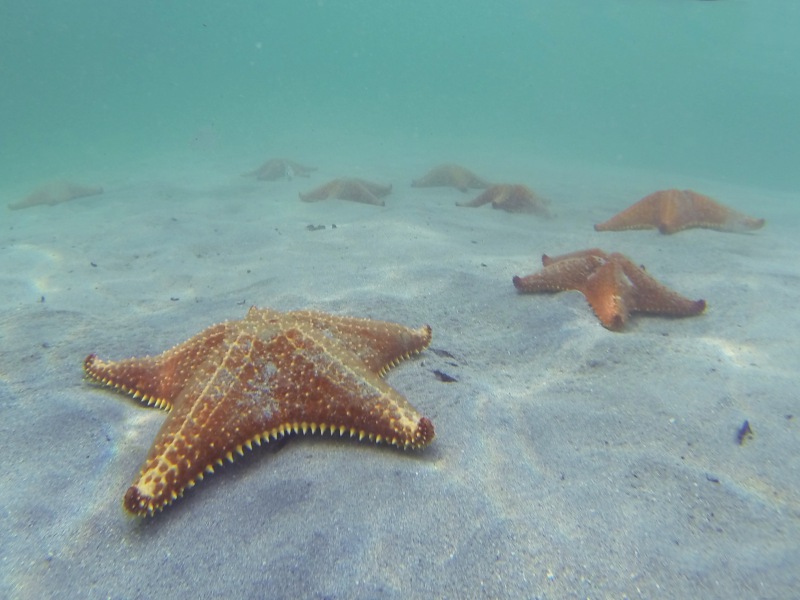 Starfish Caribbean sea