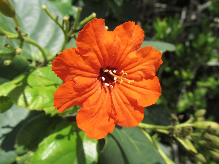 Bahamas flower flora nature